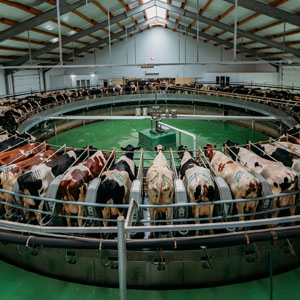 Livestock & Parlour Management