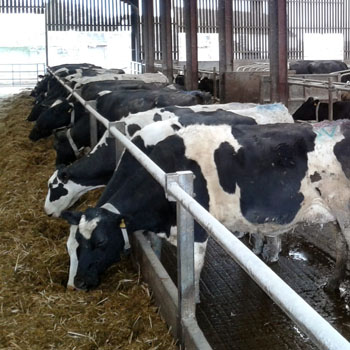 Cows Feeding - Feed supplies DBL Buying Group